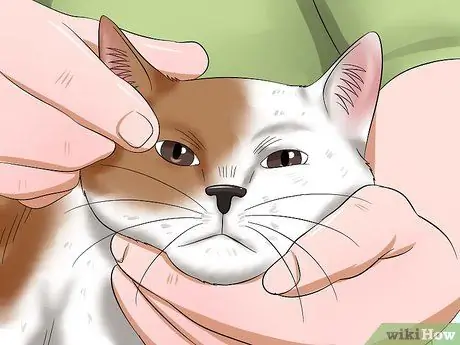 Диагностика конъюнктивита у кошек Шаг 5