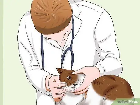 Диагностика конъюнктивита у кошек Шаг 6