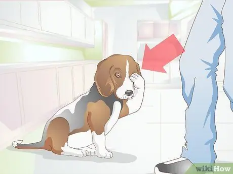 Диагностика язв роговицы у собак Шаг 1