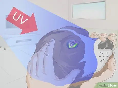 Диагностика язв роговицы собак Шаг 11