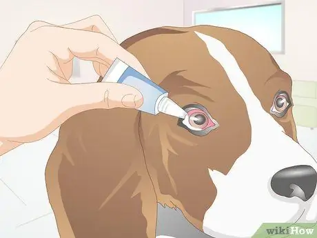 Диагностика язв роговицы у собак Шаг 12