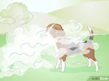 Диагностика язв роговицы у собак Шаг 14