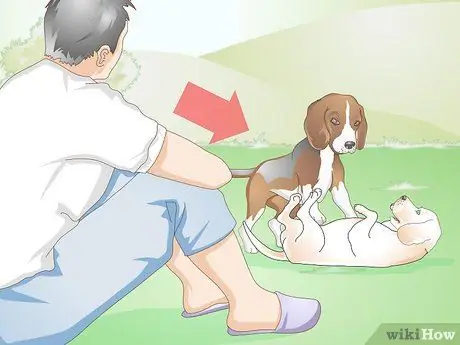 Диагностика язв роговицы у собак Шаг 15