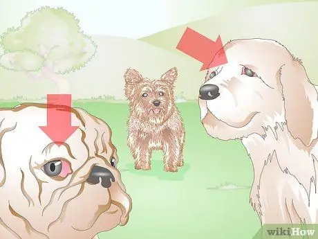 Диагностика язв роговицы у собак Шаг 16