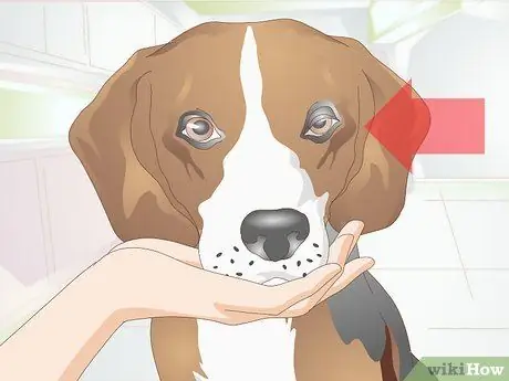 Диагностика язв роговицы у собак Шаг 2