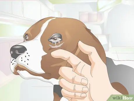 Диагностика язв роговицы у собак Шаг 3