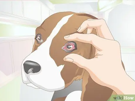 Диагностика язв роговицы у собак Шаг 4