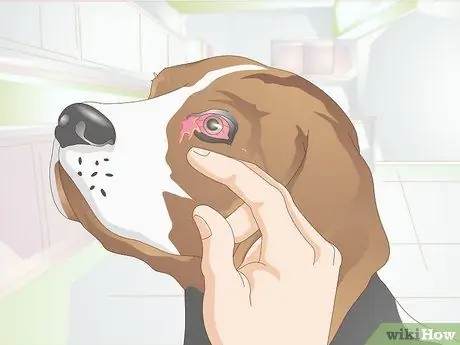 Диагностика язв роговицы собак Шаг 5