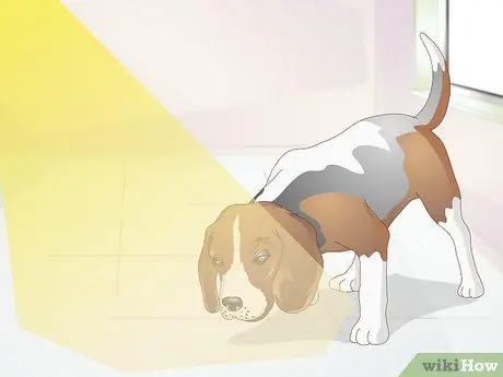 Диагностика язв роговицы собак Шаг 6