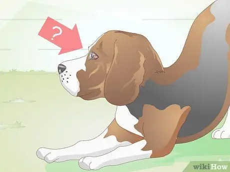 Диагностика язв роговицы у собак Шаг 7