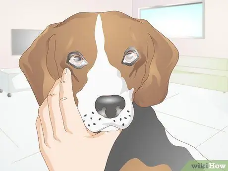 Диагностика язв роговицы собак Шаг 8