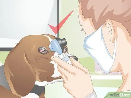 Диагностика язв роговицы собак Шаг 9