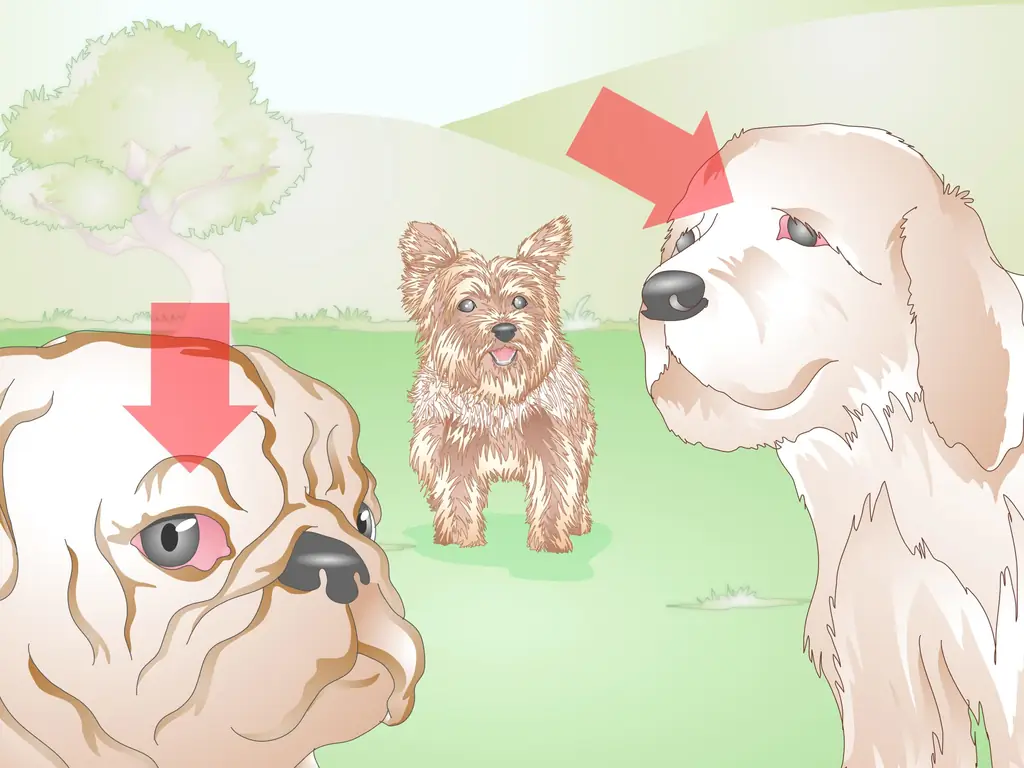 Как диагностировать язвы роговицы у собак (с изображениями)