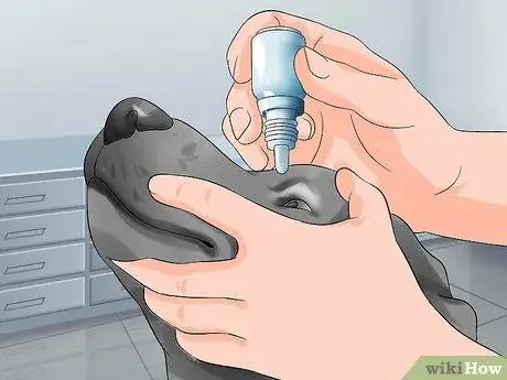 Лечить глаукому собак, шаг 5