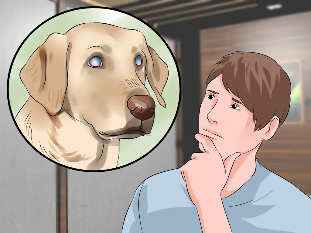 Как лечить глаукому собак: 8 шагов (с иллюстрациями)