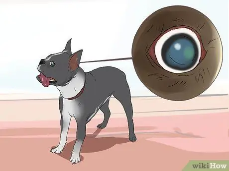 Лечить проблемы с глазами у бостон-терьеров Шаг 1