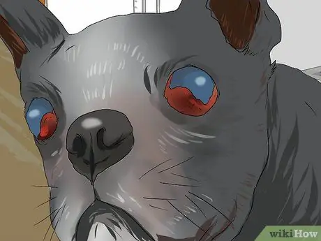 Лечить проблемы с глазами у бостон-терьеров Шаг 10