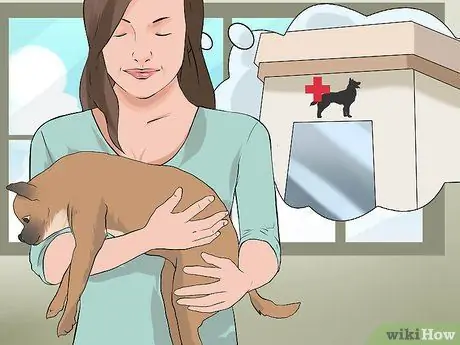 Лечить проблемы с глазами у бостон-терьеров Шаг 11