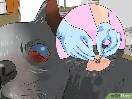 Лечить проблемы с глазами у бостон-терьеров Шаг 12