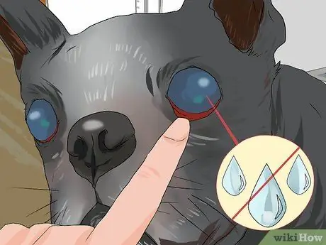 Лечить проблемы с глазами у бостон-терьеров Шаг 13