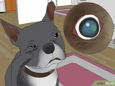 Лечить проблемы с глазами у бостон-терьеров Шаг 14