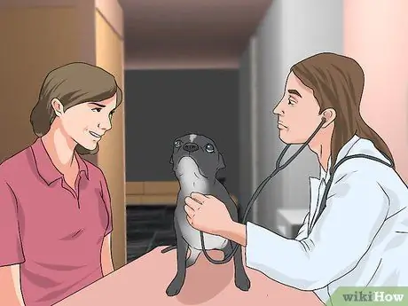 Лечить проблемы с глазами у бостон-терьеров Шаг 15