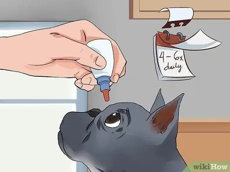 Лечить проблемы с глазами у бостон-терьеров Шаг 16