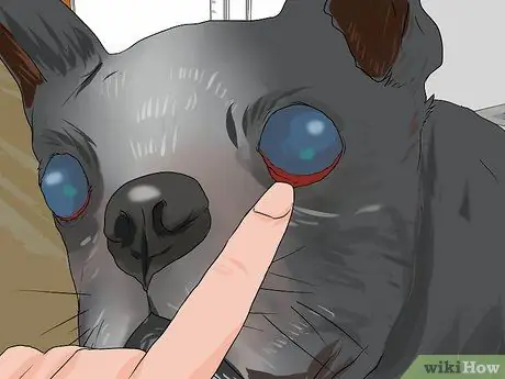 Лечить проблемы с глазами у бостон-терьеров Шаг 17