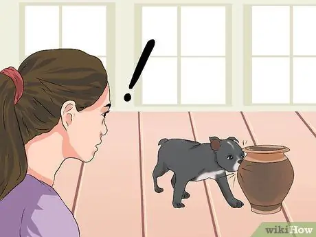 Лечить проблемы с глазами у бостон-терьеров Шаг 18