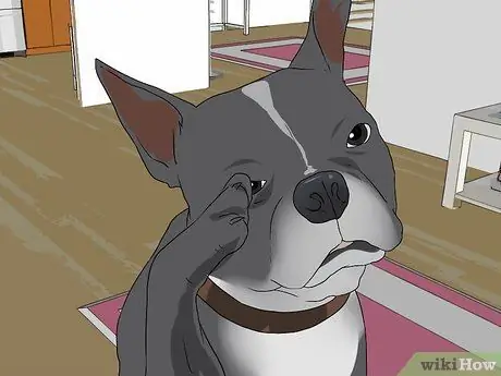 Лечить проблемы с глазами у бостон-терьеров Шаг 2