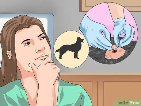 Лечить проблемы с глазами у бостон-терьеров Шаг 20