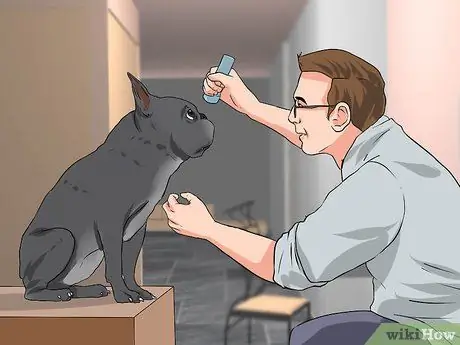 Лечить проблемы с глазами у бостон-терьеров Шаг 3