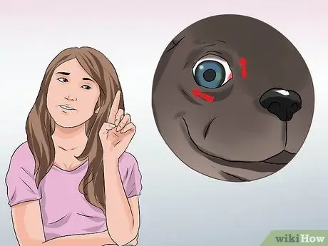 Лечить проблемы с глазами у бостон-терьеров Шаг 5