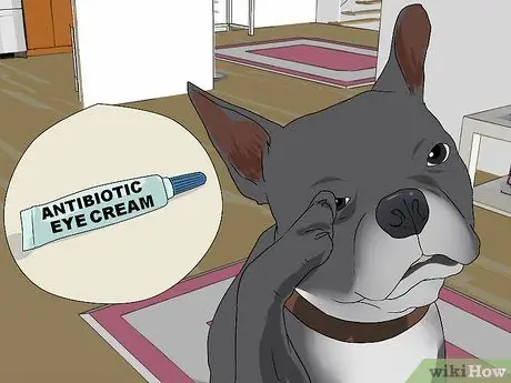 Лечить проблемы с глазами у бостон-терьеров Шаг 8