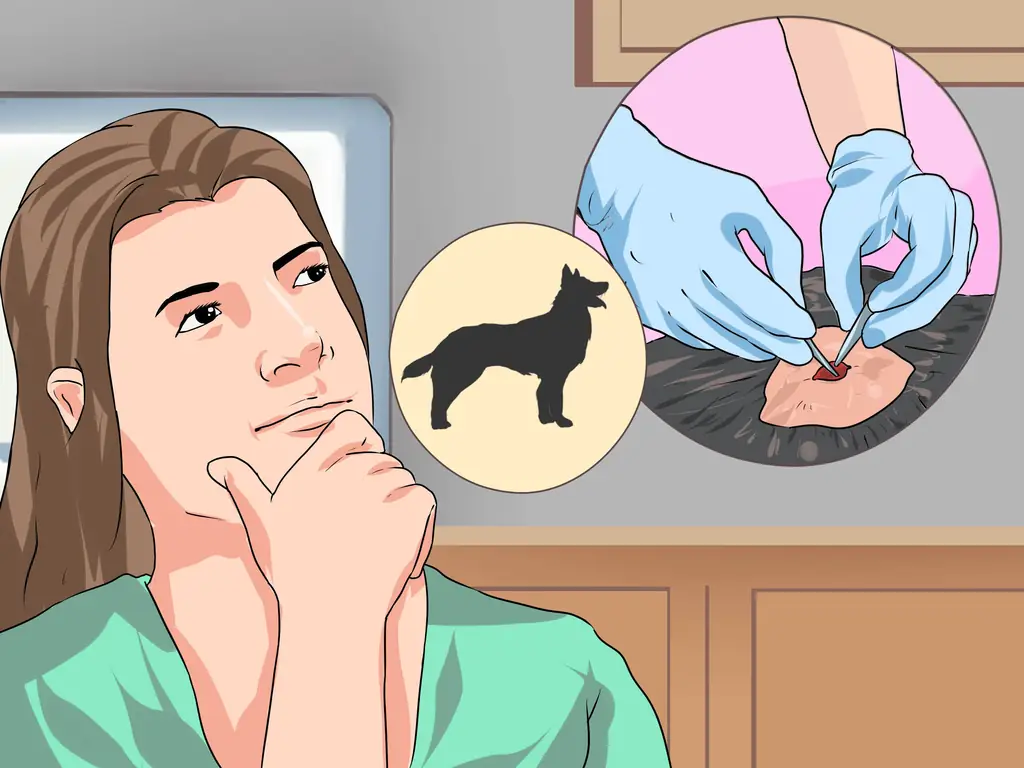 5 способов лечения проблем со зрением у бостон-терьеров