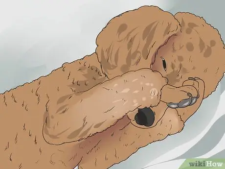 Диагностика глаукомы у пуделей Шаг 1