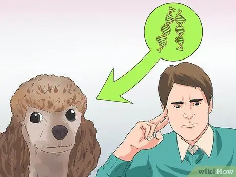 Диагностика глаукомы у пуделей Шаг 12