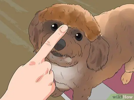 Диагностика глаукомы у пуделей Шаг 6