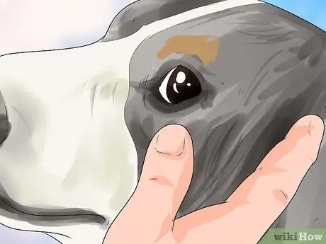 Диагностика собачьих глазных инфекций Шаг 1