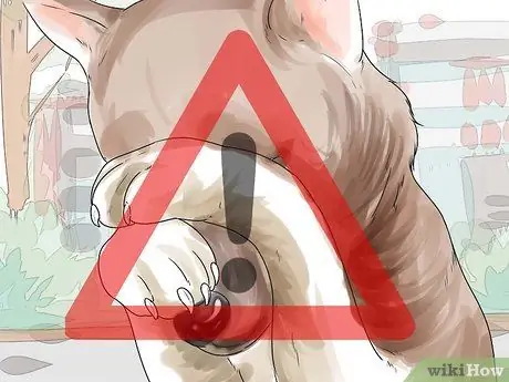 Диагностика собачьих глазных инфекций Шаг 2