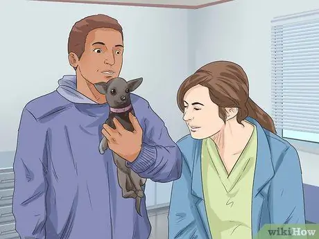 Диагностика собачьих глазных инфекций Шаг 4