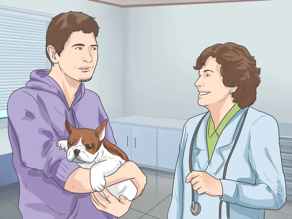 Как диагностировать инфекцию глаз у собак: 7 шагов (с изображениями)