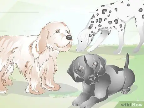 Диагностика вросших век у собак Шаг 6