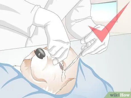 Диагностика вросших век у собак Шаг 9