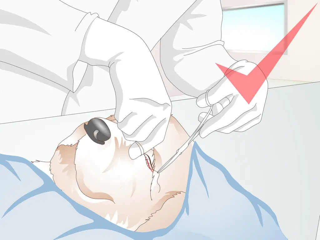 Как диагностировать вросшие веки у собак: 9 шагов (с изображениями)