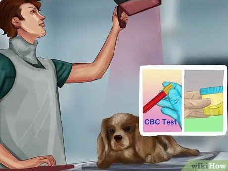 Лечить камни в почках у собак Шаг 2