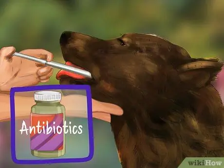 Лечить камни в почках у собак Шаг 3