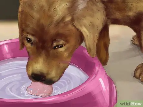 Лечить камни в почках у собак Шаг 6