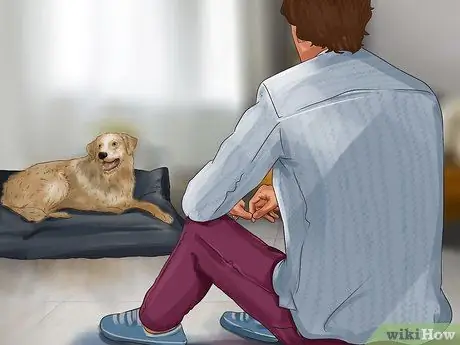 Лечить камни в почках у собак Шаг 7