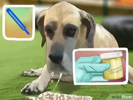 Лечить камни в почках у собак Шаг 8